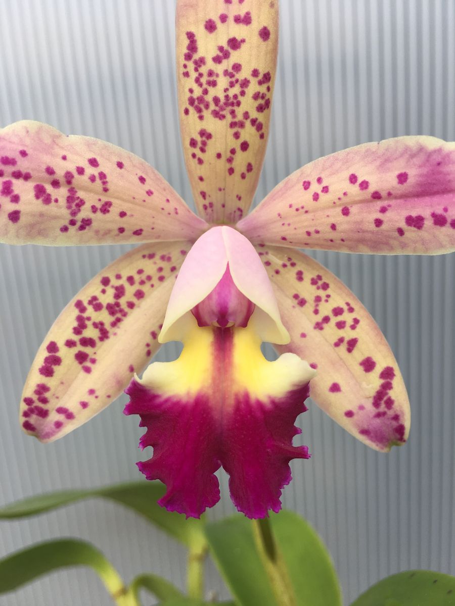 C.Tropical Pointer‘Cheetar’