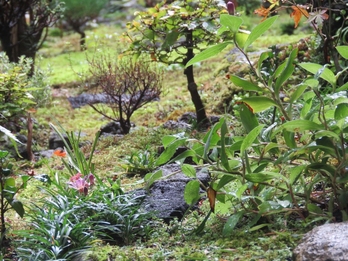 雨上がりの苔庭