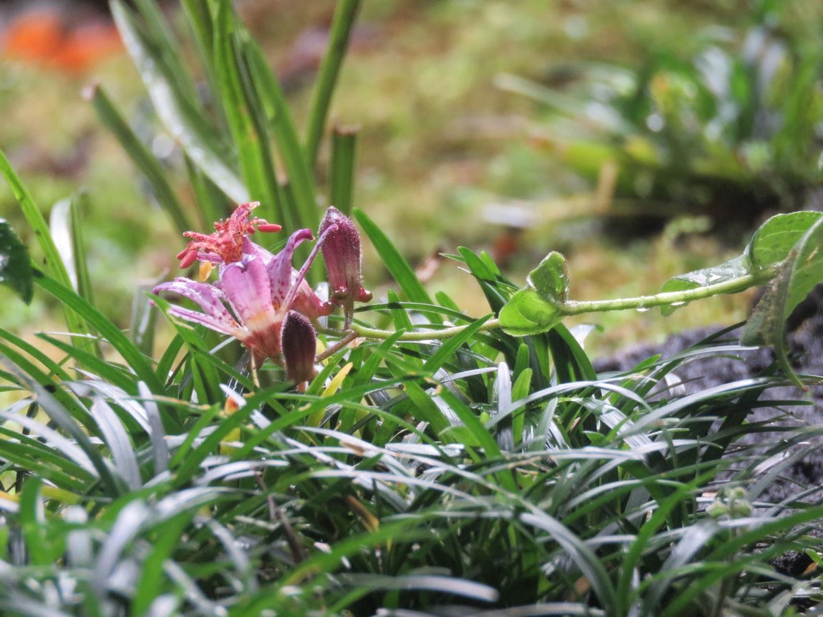 雨上がりの苔庭