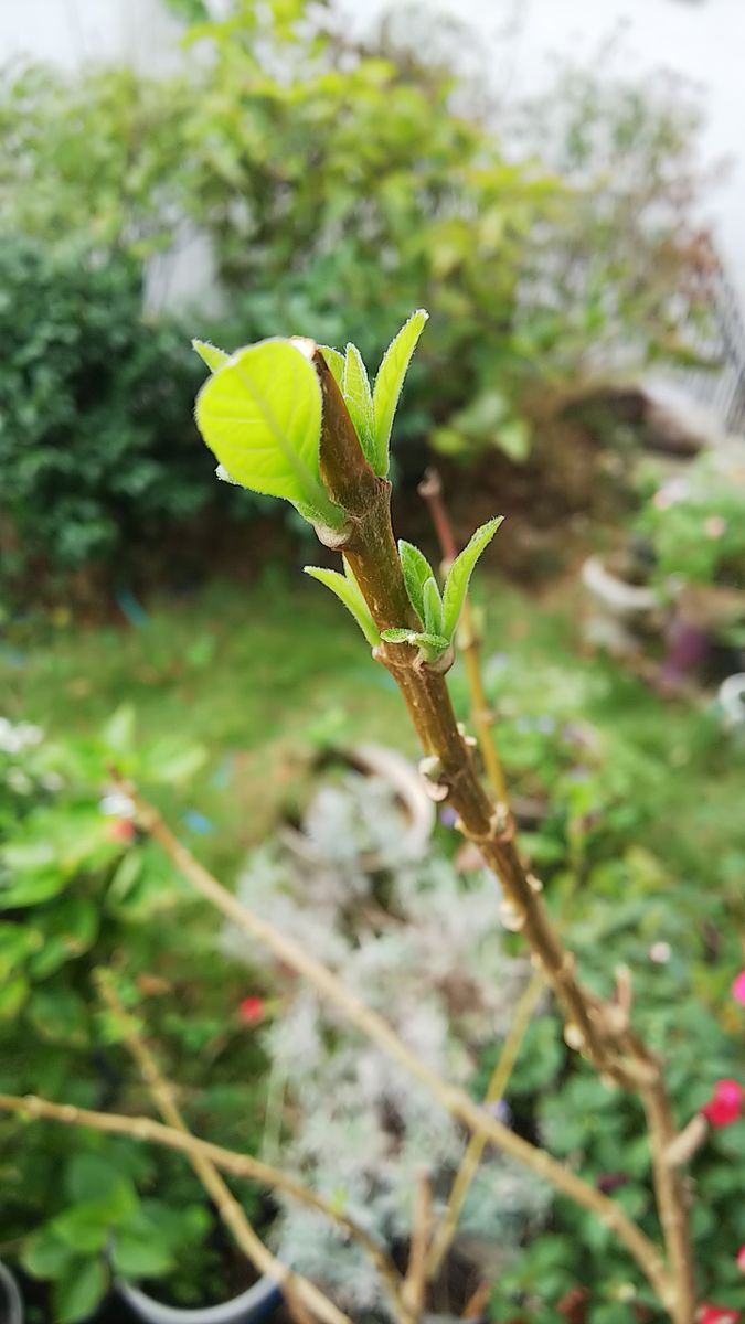 再生中です🌿