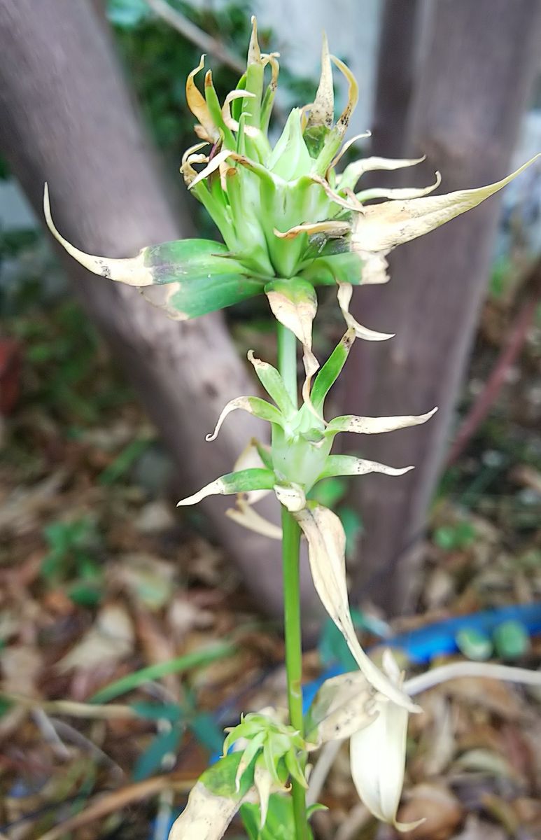 山野草の枯枝に花が😱