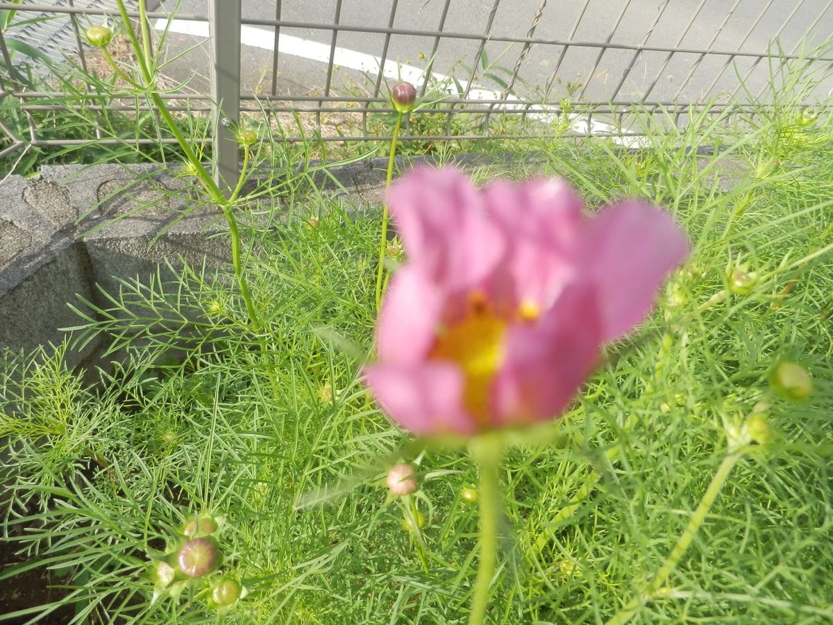 今朝摘心した花を飾ってみました