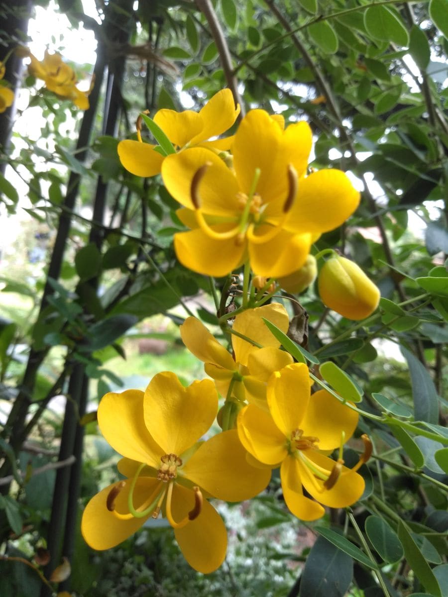 雨に咲く金色の花