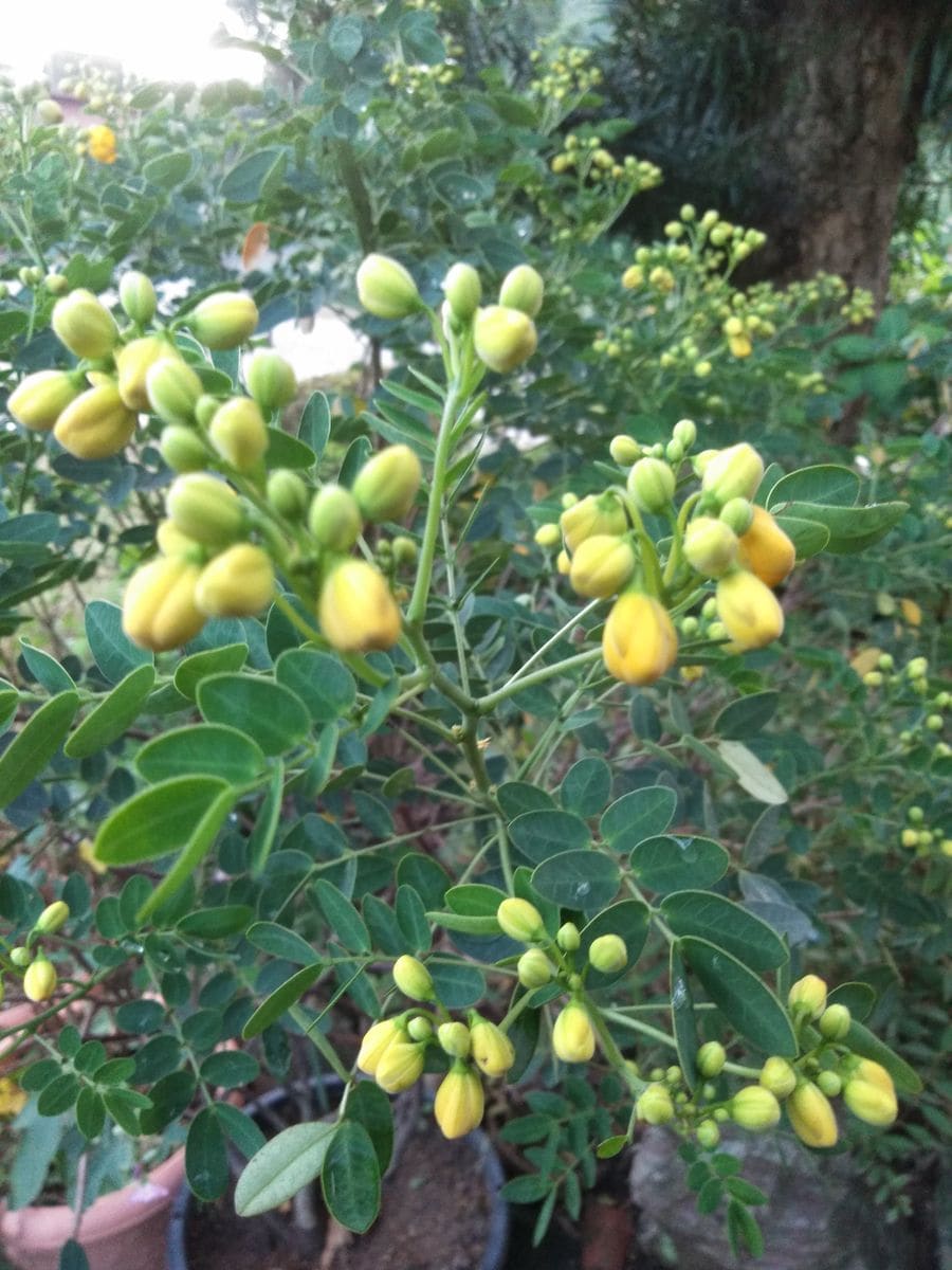 雨に咲く金色の花