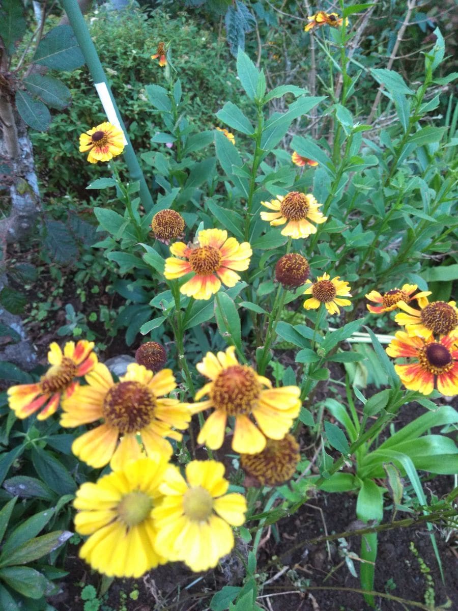 雨に咲く金色の花