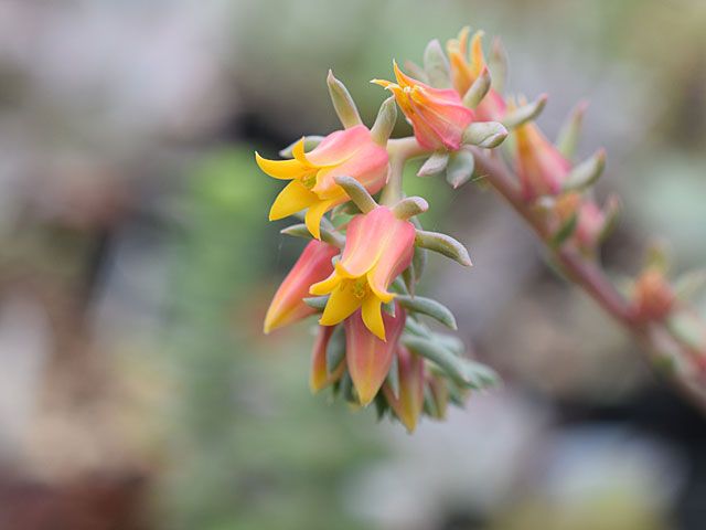 今どきの多肉花