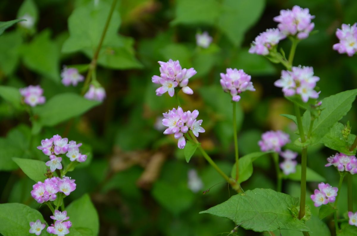 大文字草　昇竜と、この花、なんて言ったかな？