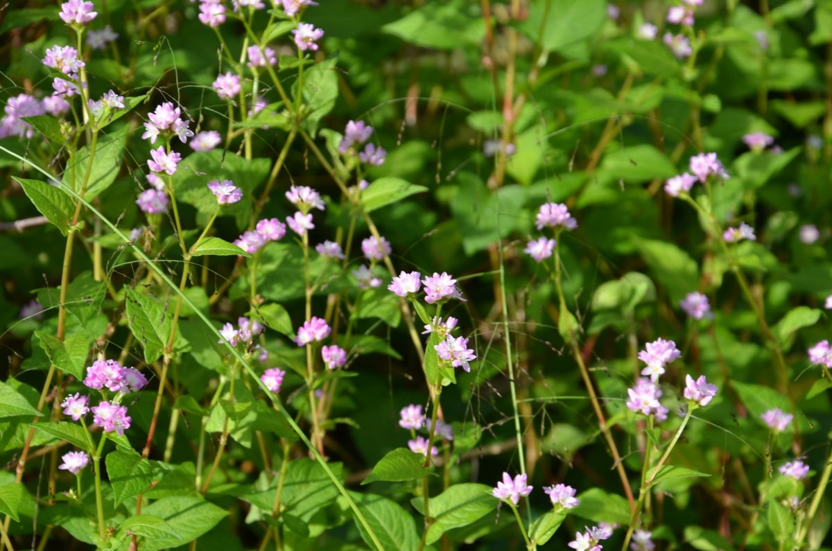 大文字草　昇竜と、この花、なんて言ったかな？