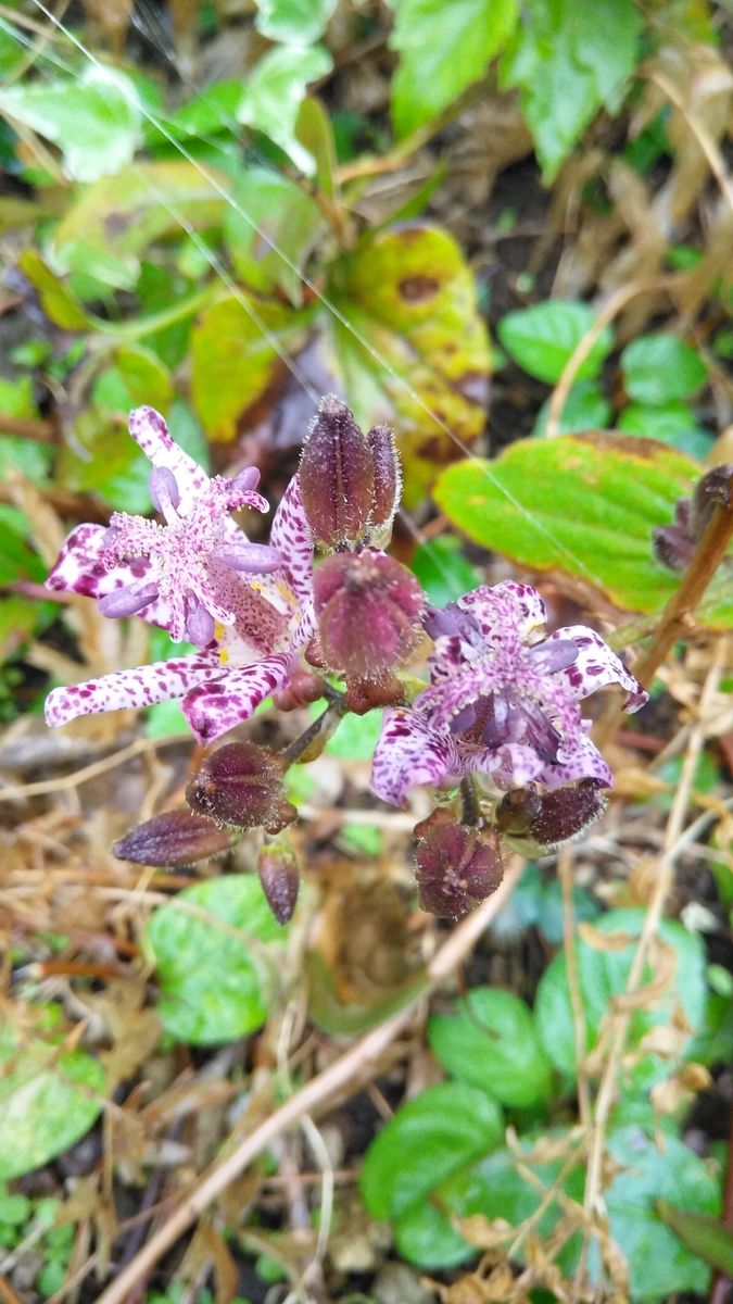 紫の花