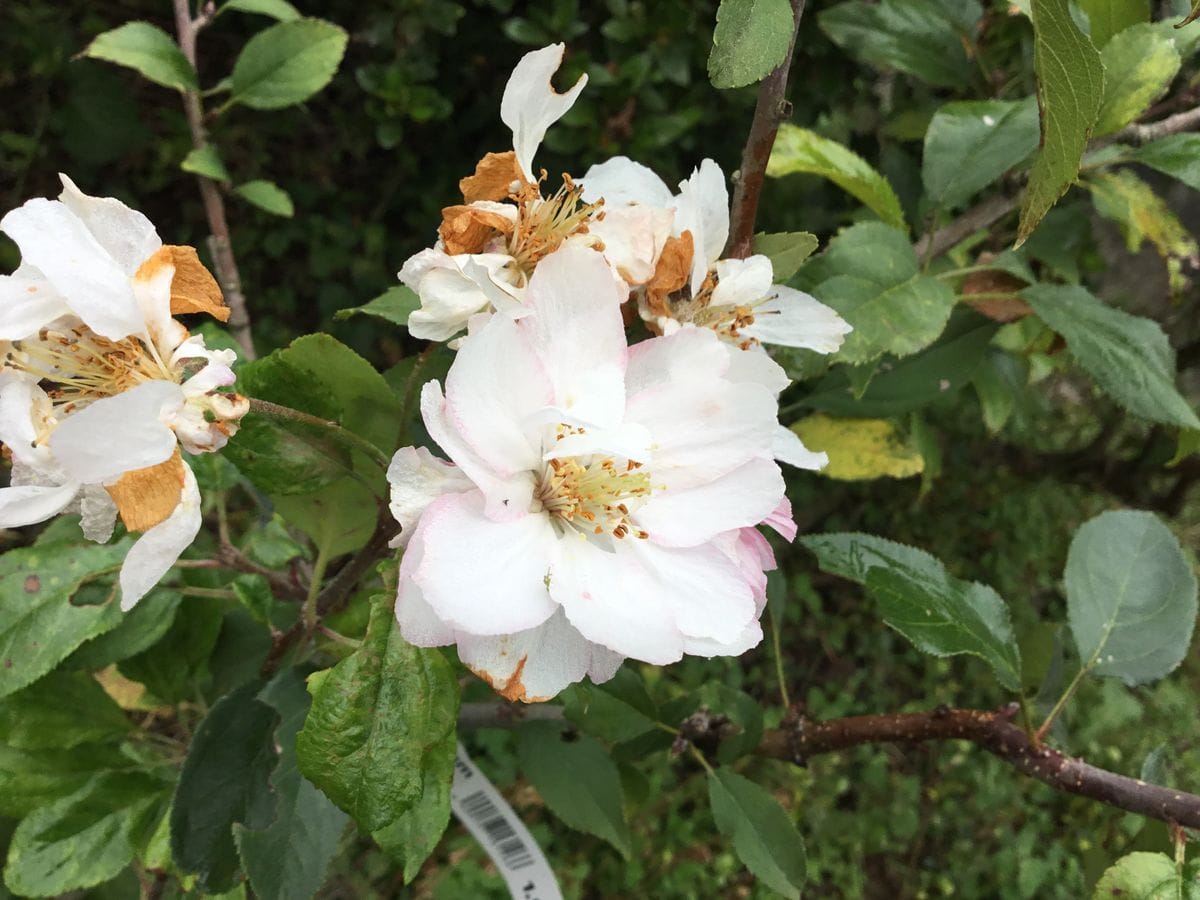 10月の花