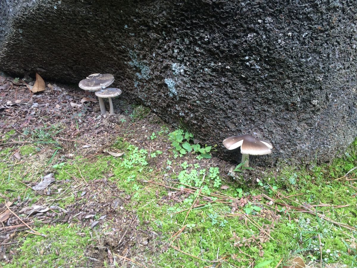 甘柿や 始めに食べる スズメたち