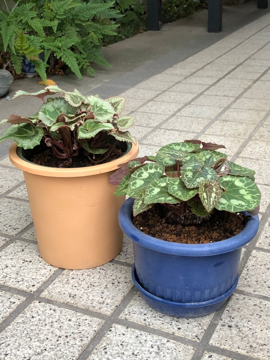 シクラメンの植え替え🎶