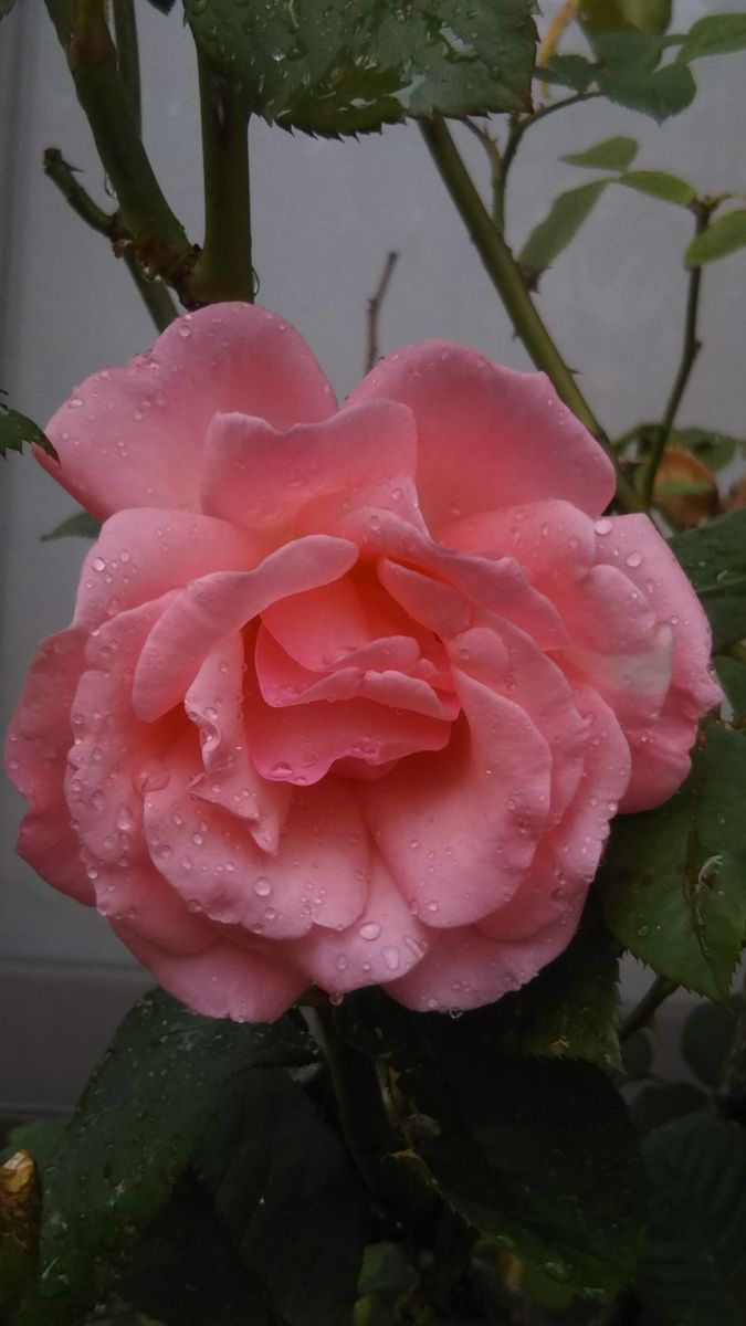 雨に濡れた薔薇がしっとりと💞