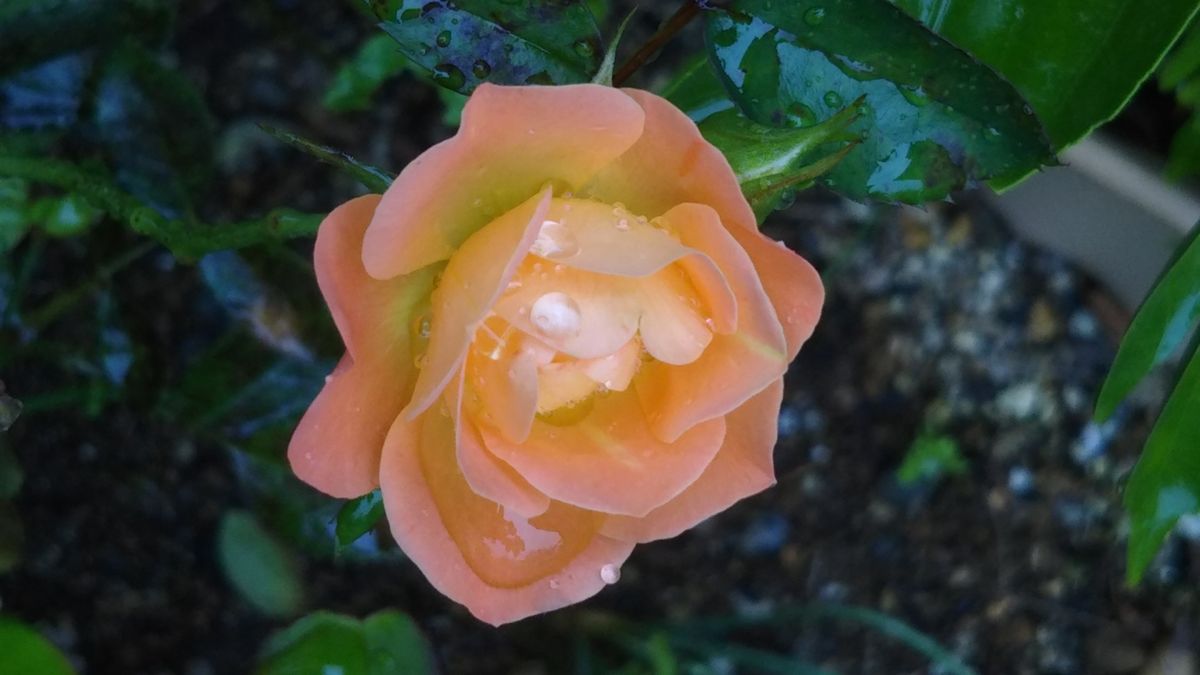 雨に濡れた薔薇がしっとりと💞