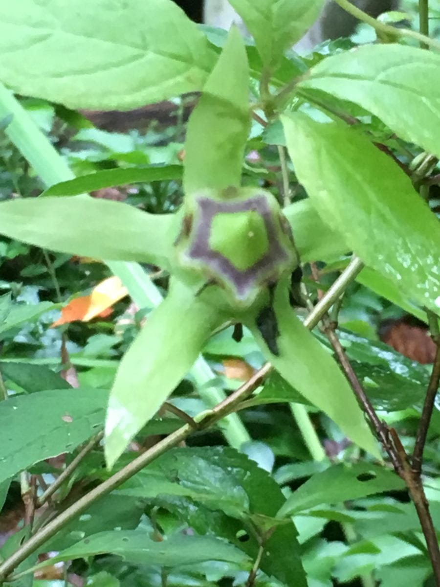 虫と実と花