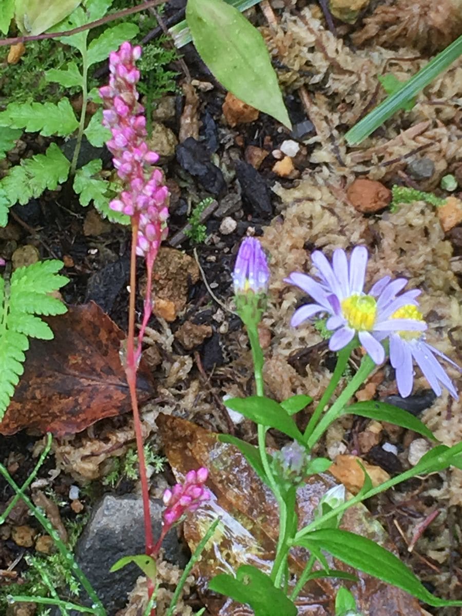 虫と実と花