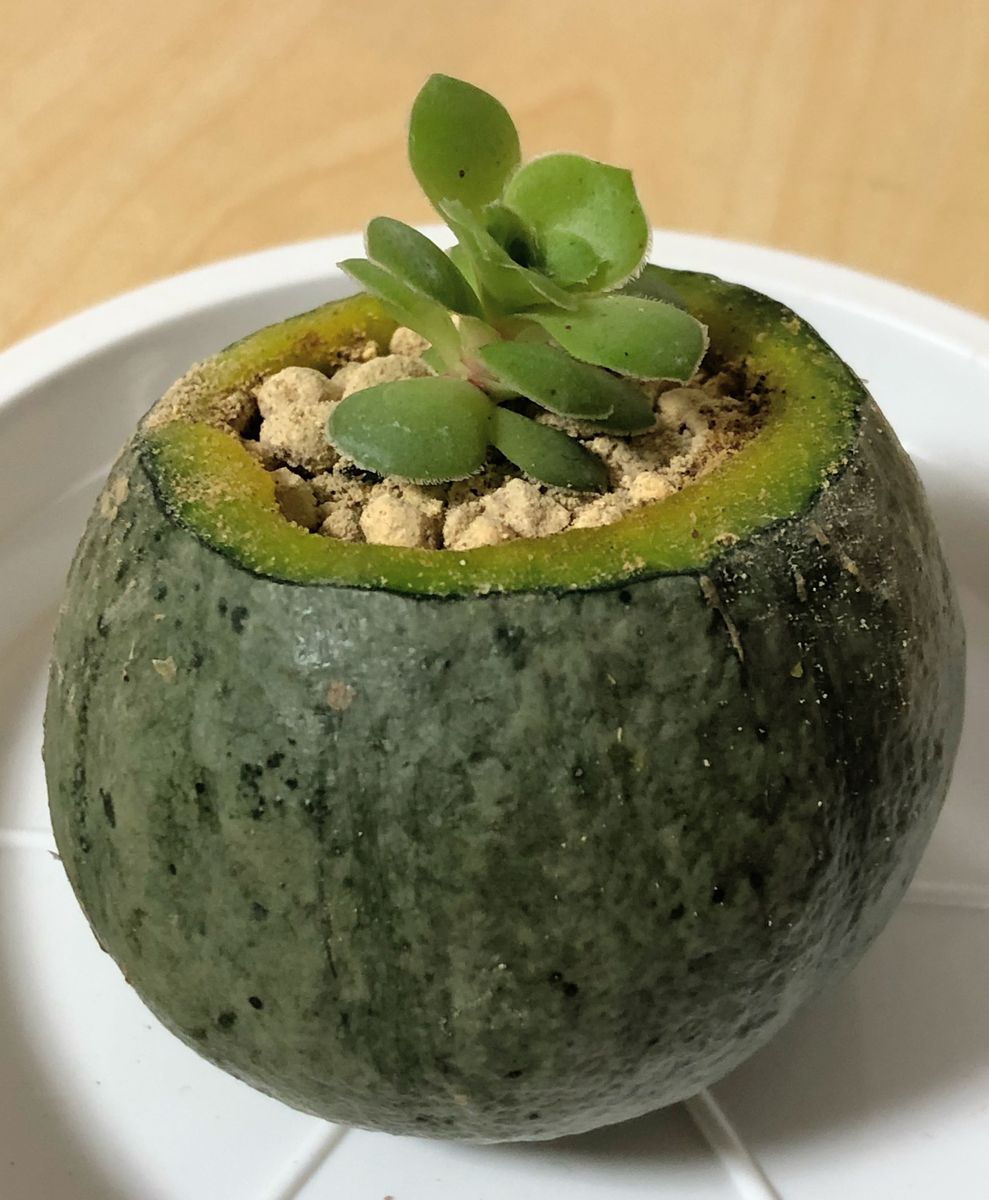 ミニカボチャに多肉植物を植えました？