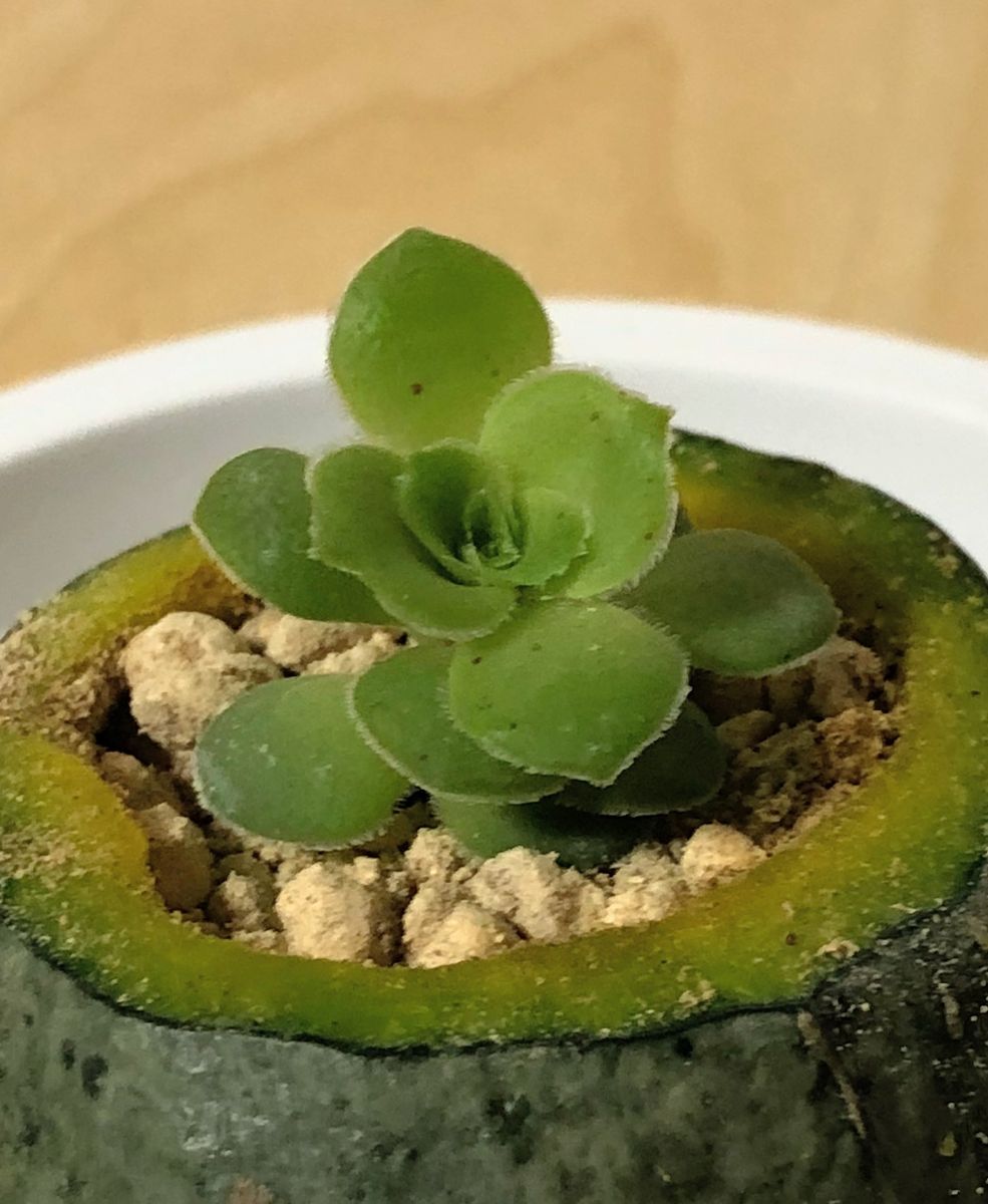 ミニカボチャに多肉植物を植えました？