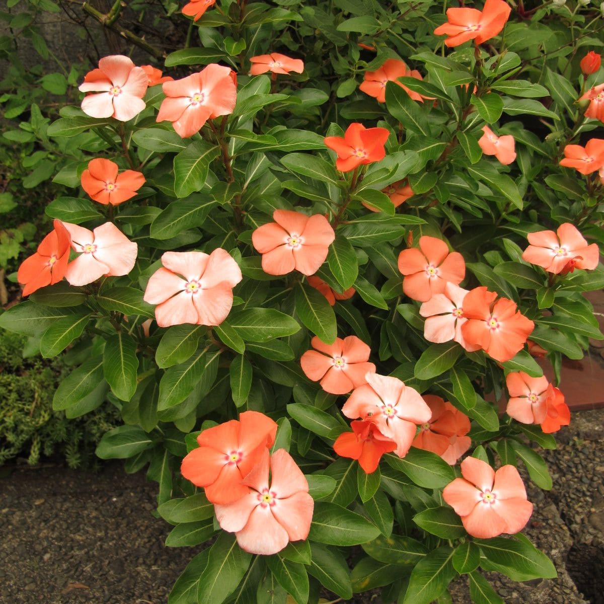 まだまだ元気な夏の花２