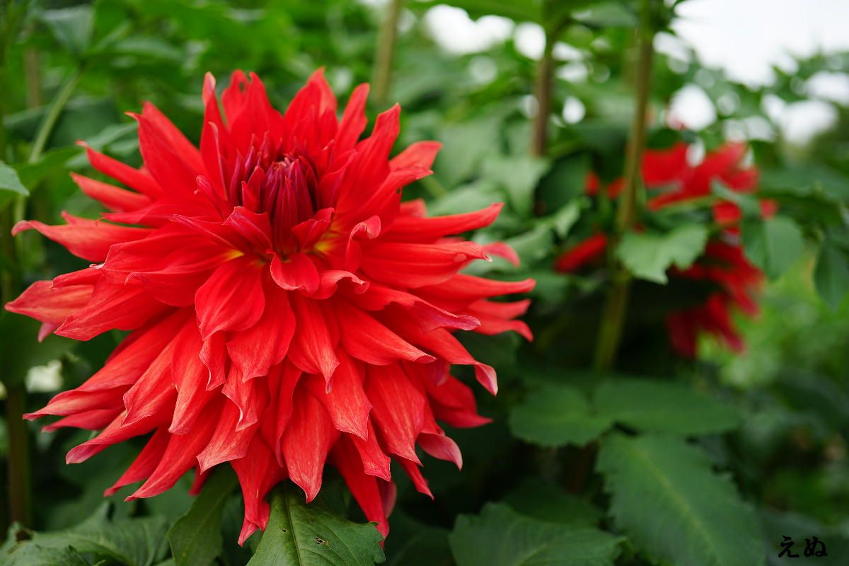 秋はダリアの花色が冴える 1