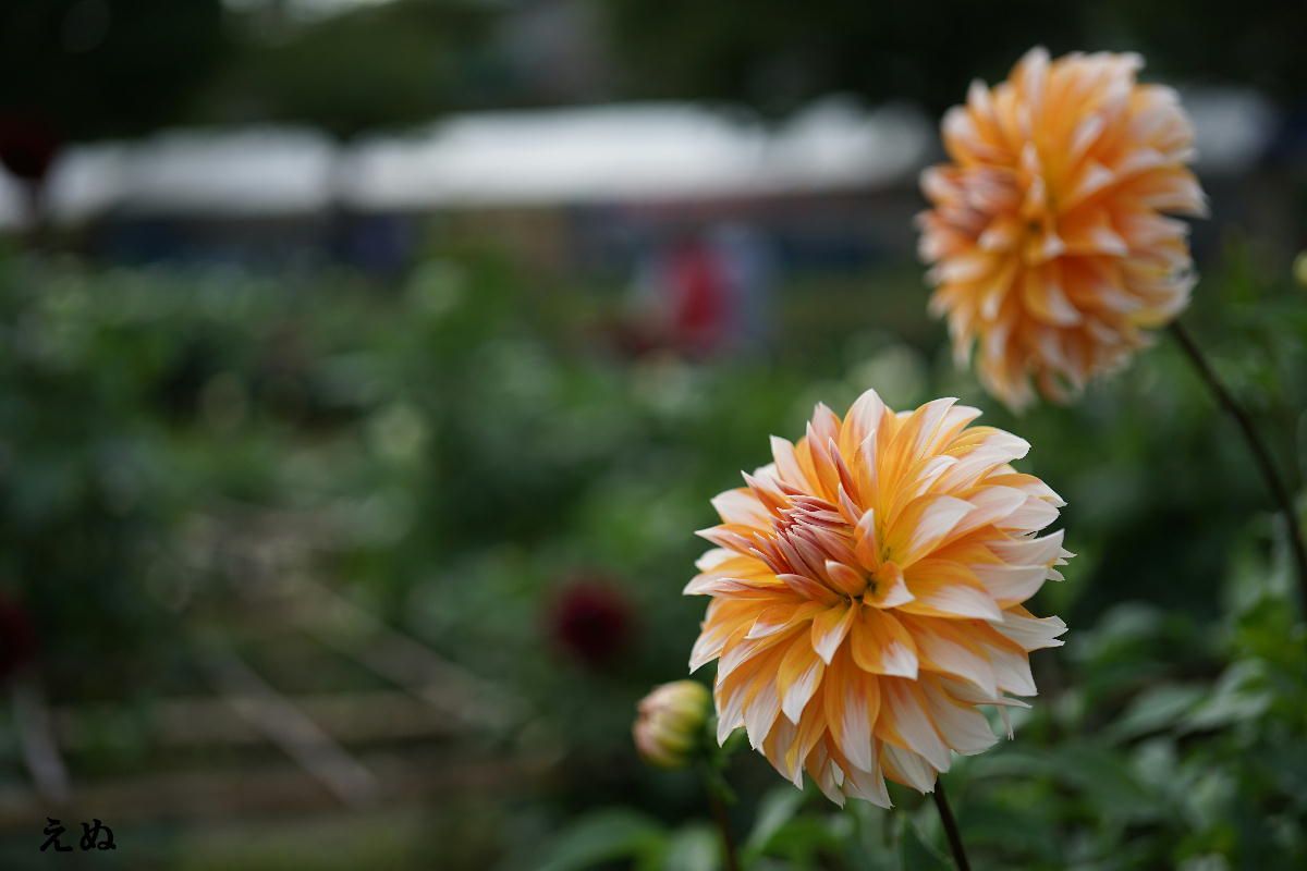 秋はダリアの花色が冴える 1