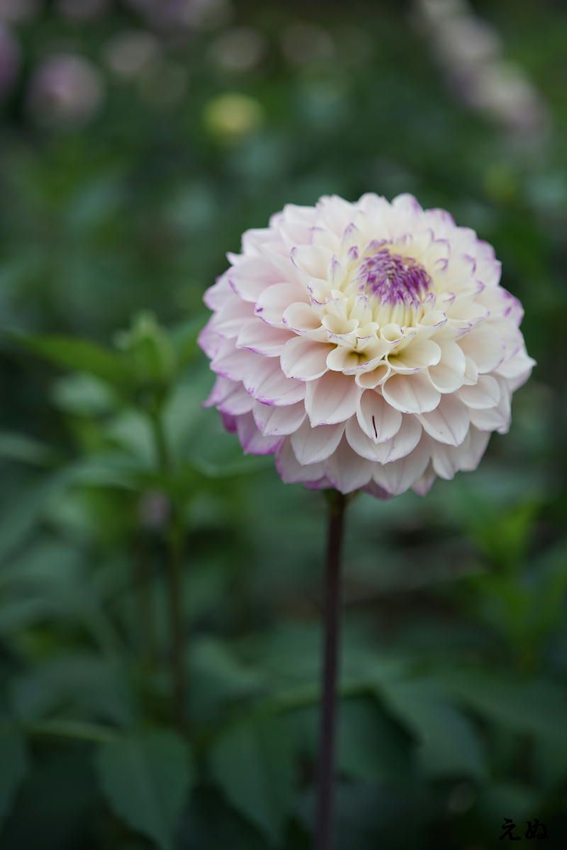 秋はダリアの花色が冴える 2