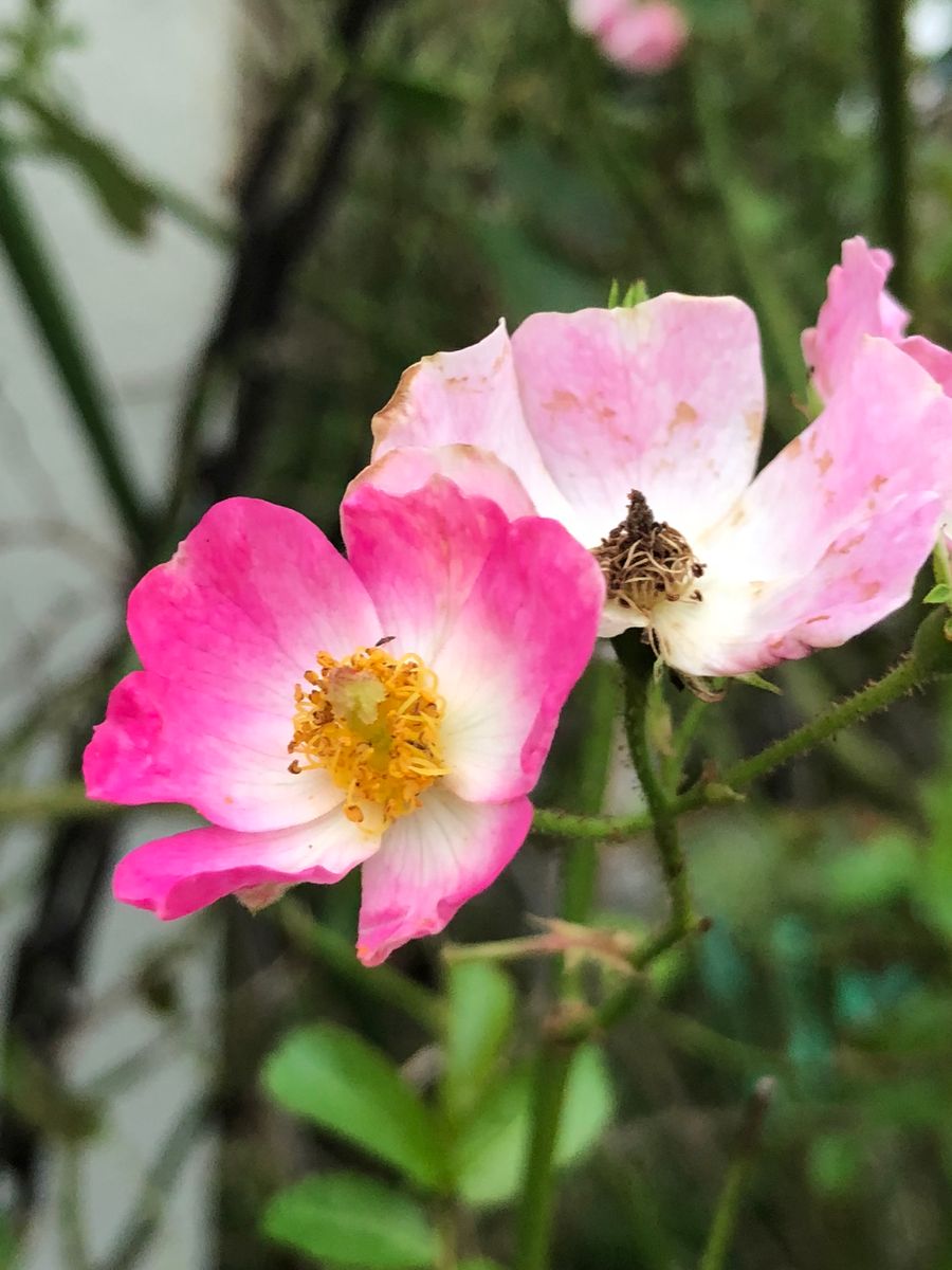 薔薇さん強い🌹