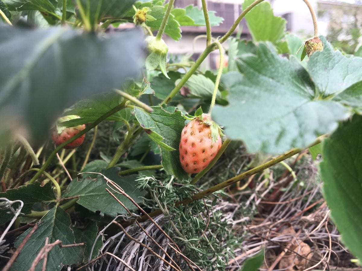 イチゴに虫が！　防虫方法は？