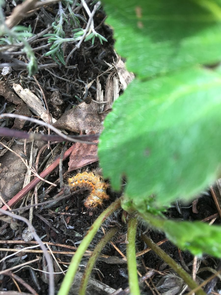 イチゴに虫が！　防虫方法は？