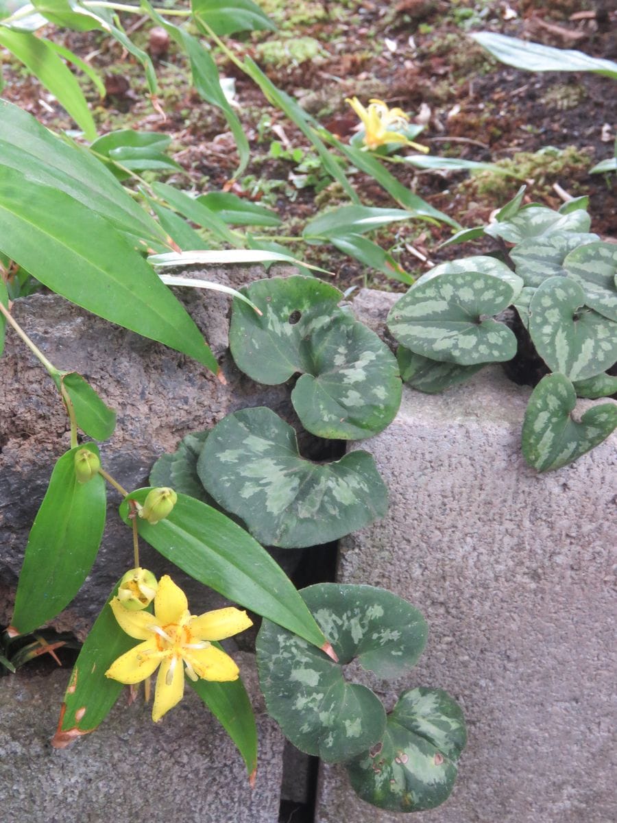 苔庭・キバナノツキヌケホトトギス咲く