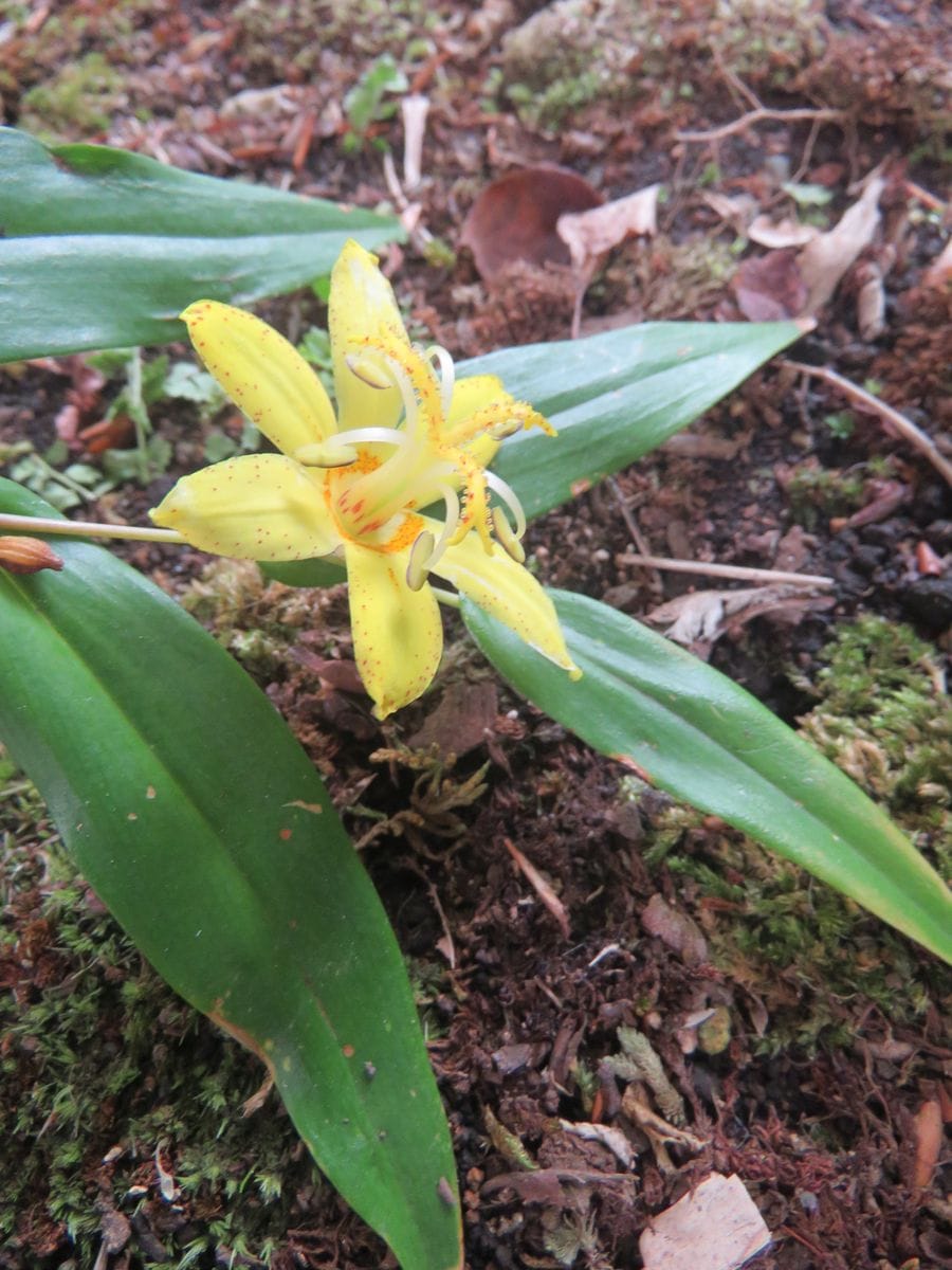 苔庭・キバナノツキヌケホトトギス咲く