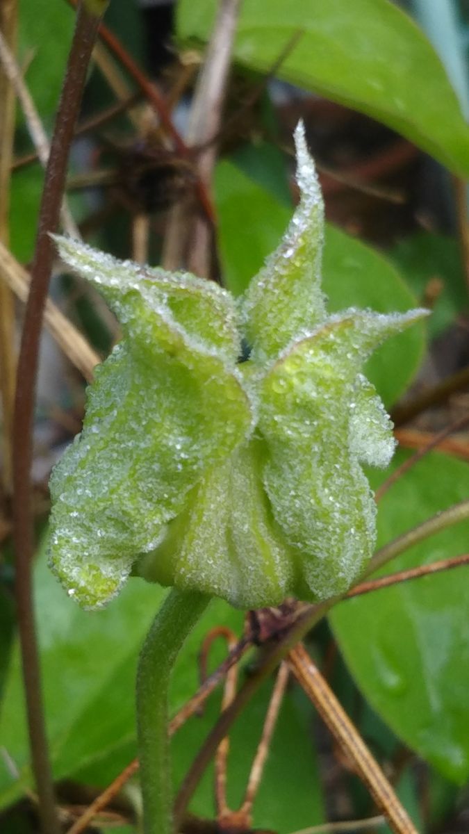 色々な花