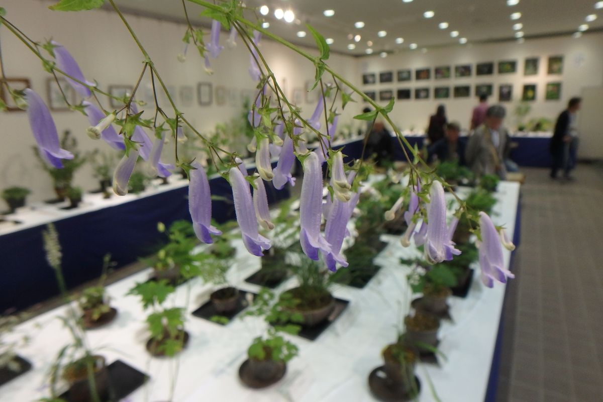 植物園に行って来ました７３（秋の山野草としだ展）