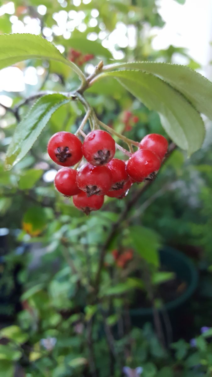 ふくおかルーバルガーデン2～秋の庭便り🍁真っ赤になった木の実❗