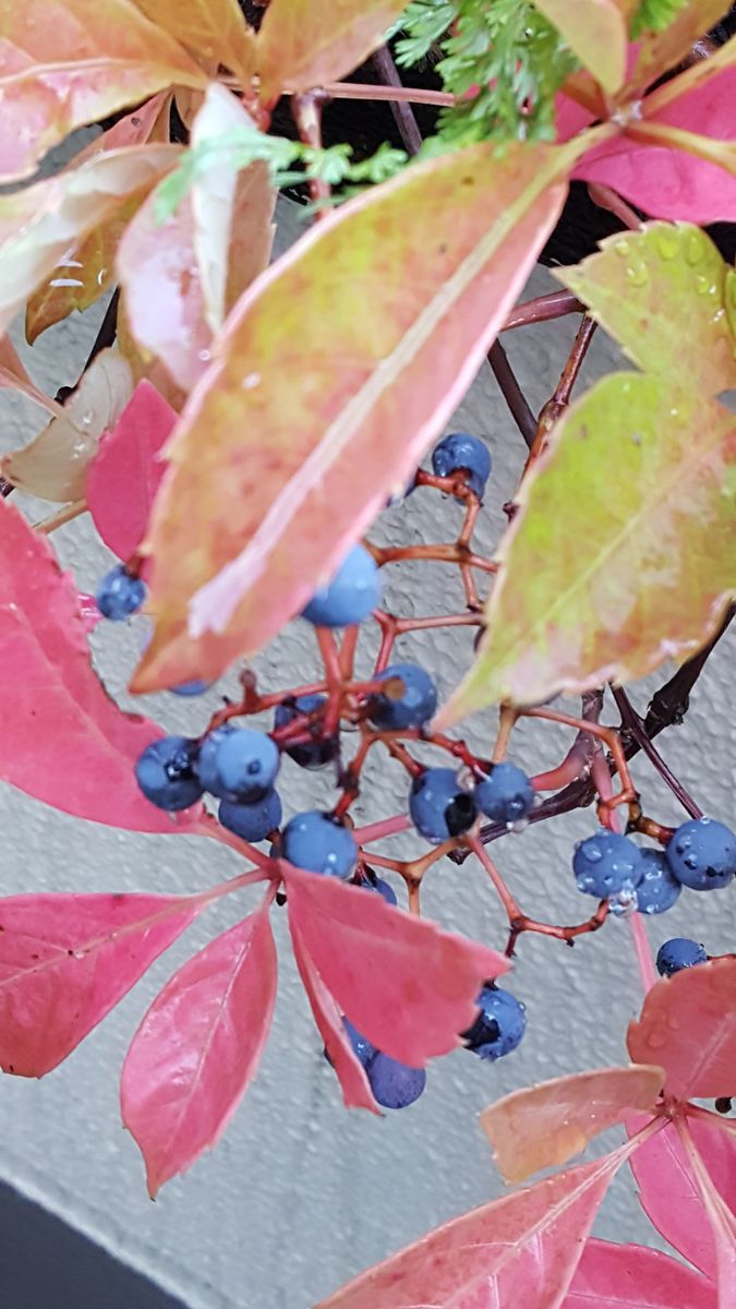 ふくおかルーバルガーデン2～秋の庭便り🍁真っ赤になった木の実❗