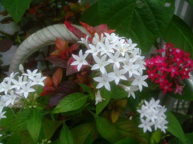 ペンタスの花の寄せ植え