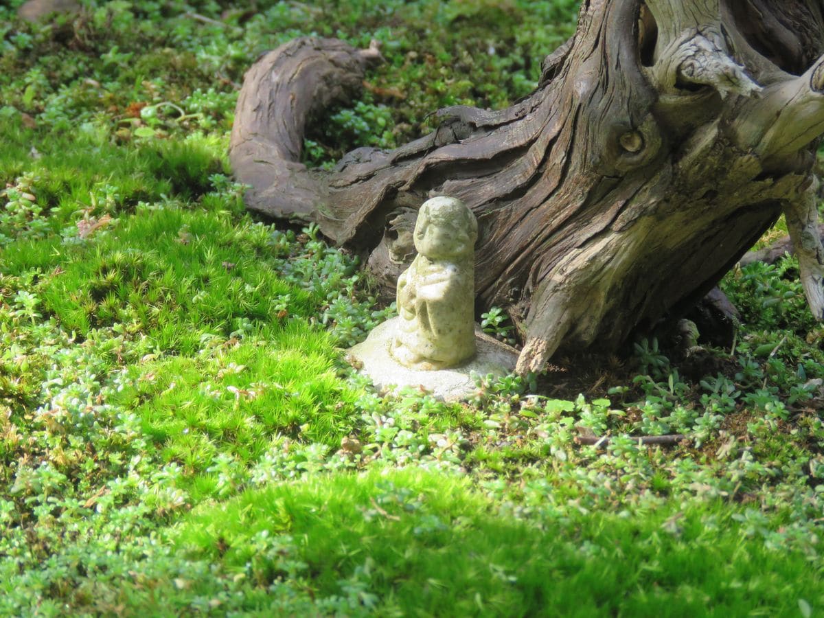 苔庭・朝日を浴びて