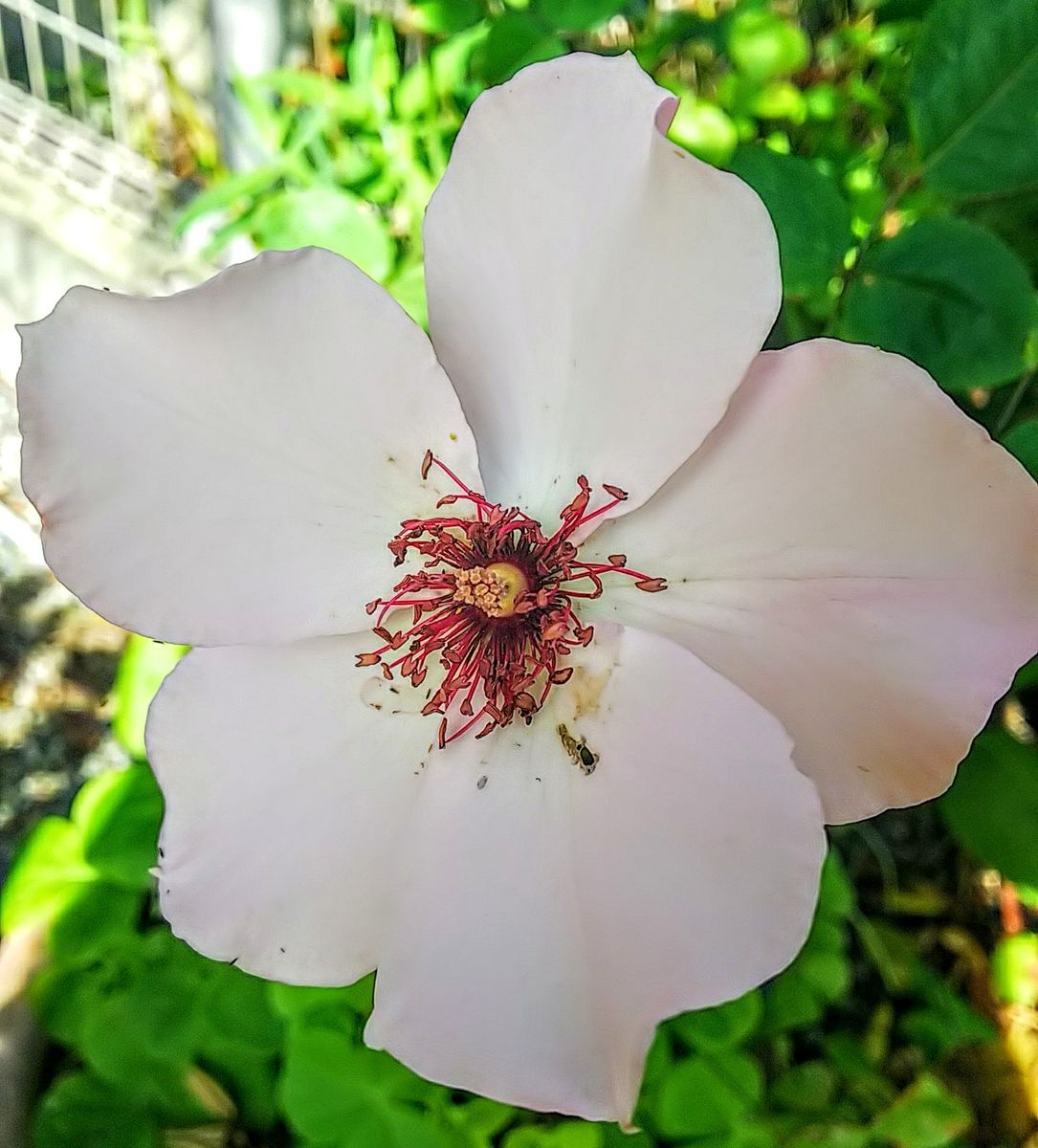 今日のお花たち