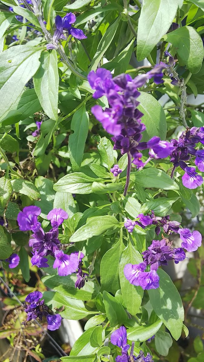 今日のお花たち