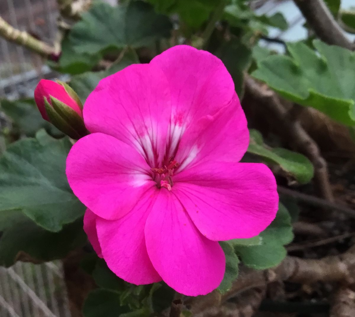 再生中の花💐ゼラニウムと日々草