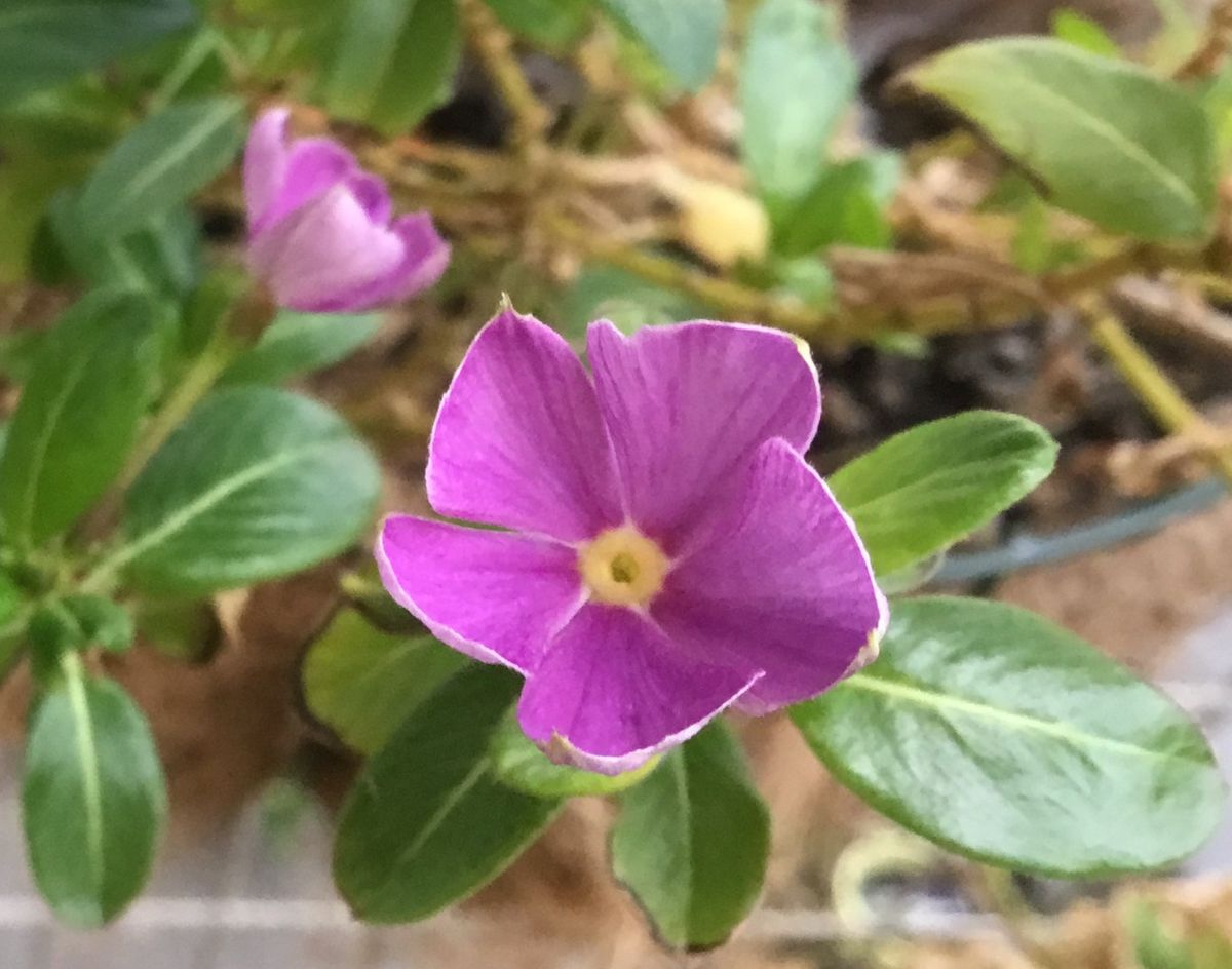 再生中の花💐ゼラニウムと日々草