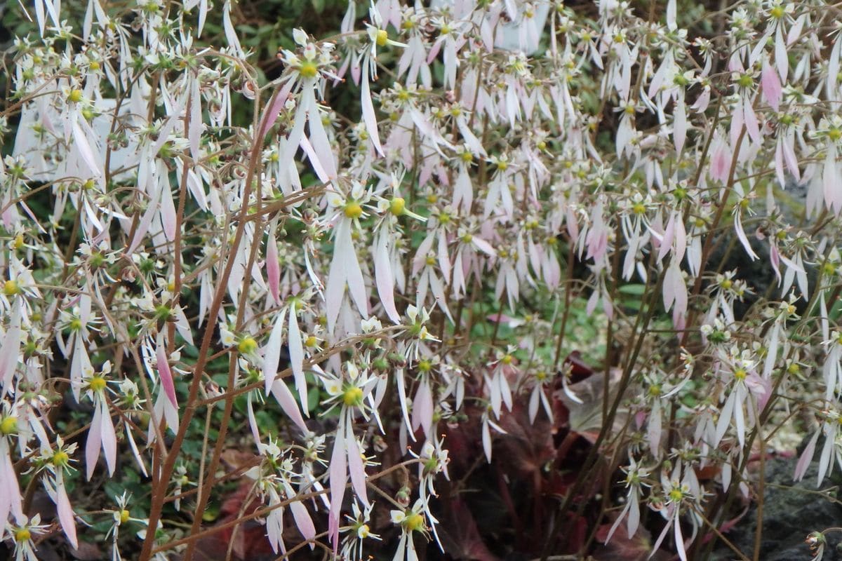 植物園に行って来ました７４（お散歩編）