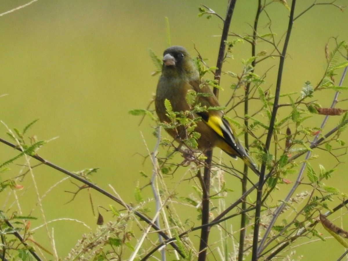 　桜が咲いています。ノビタキ、カワラヒワさん。