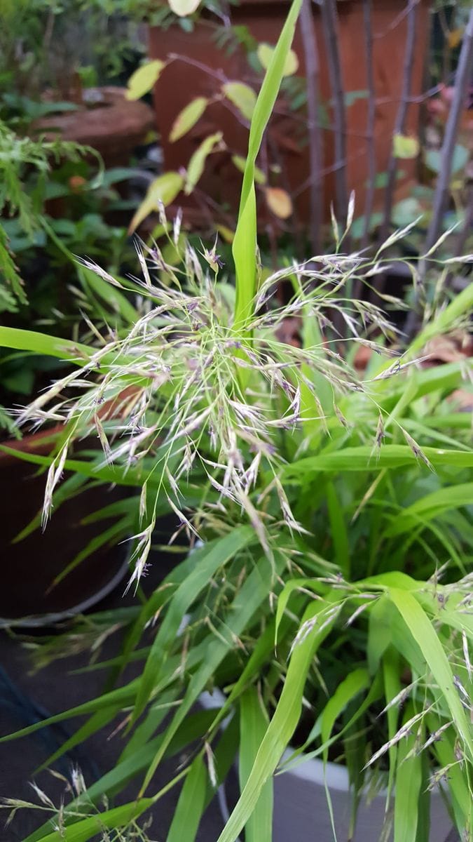 ふくおかルーバルガーデン2～秋の庭便り🍁風知草の花穂が揺れて🌾