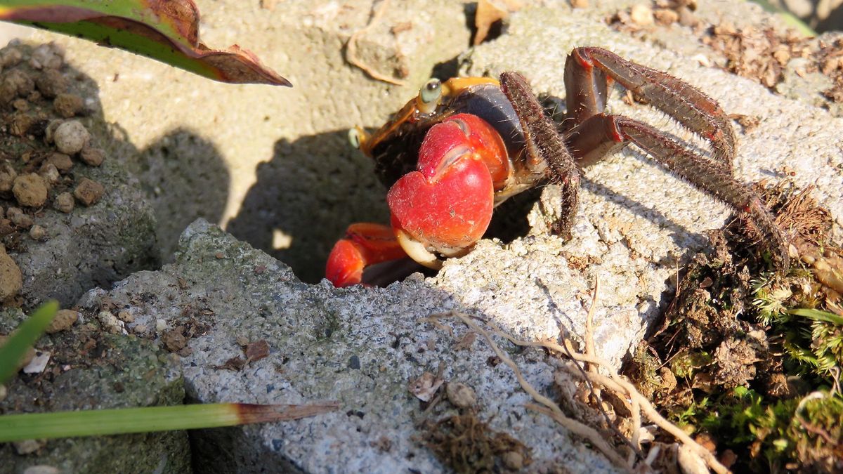 どうやら家の庭の主になったアカテガニ