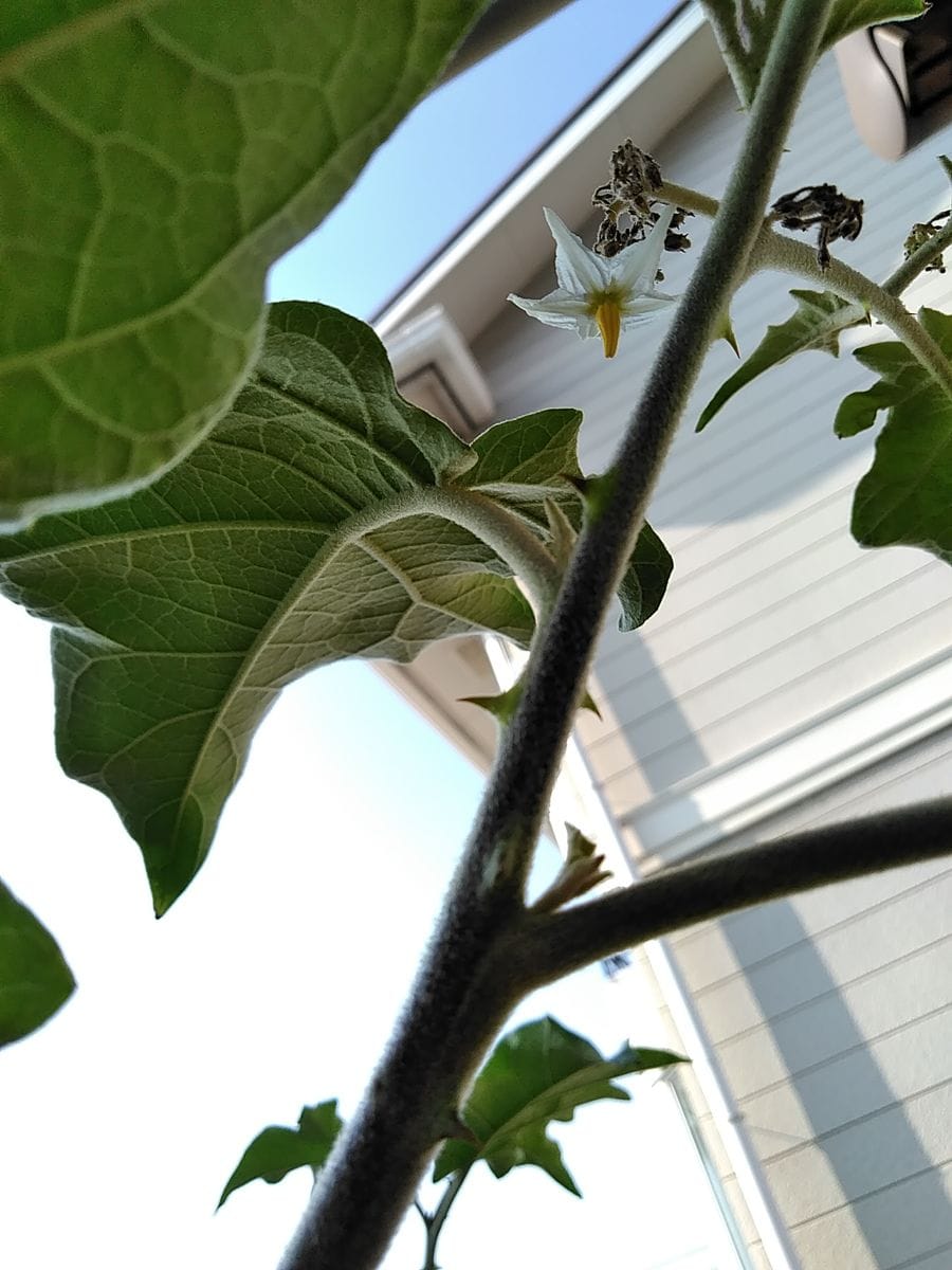 接ぎ木苗の台木に花が咲いたよ❗