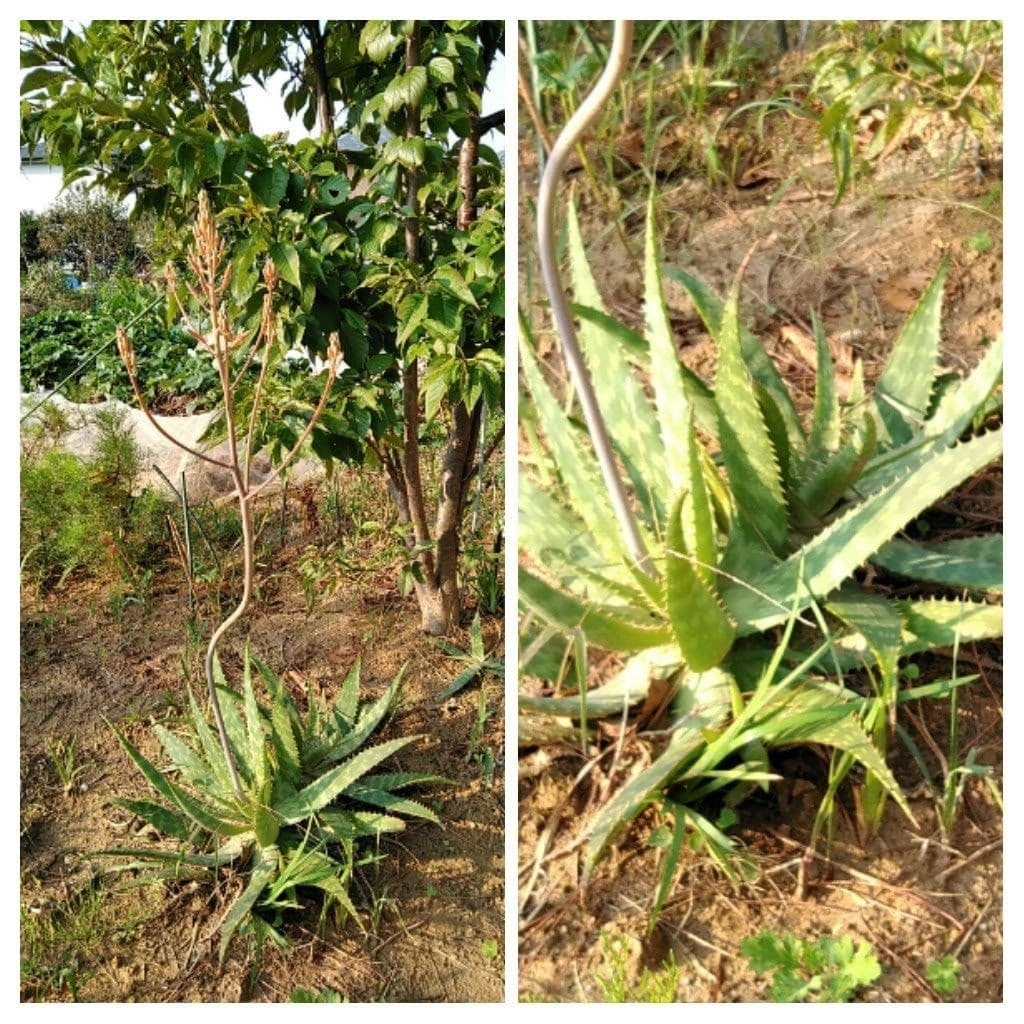 接ぎ木苗の台木に花が咲いたよ❗