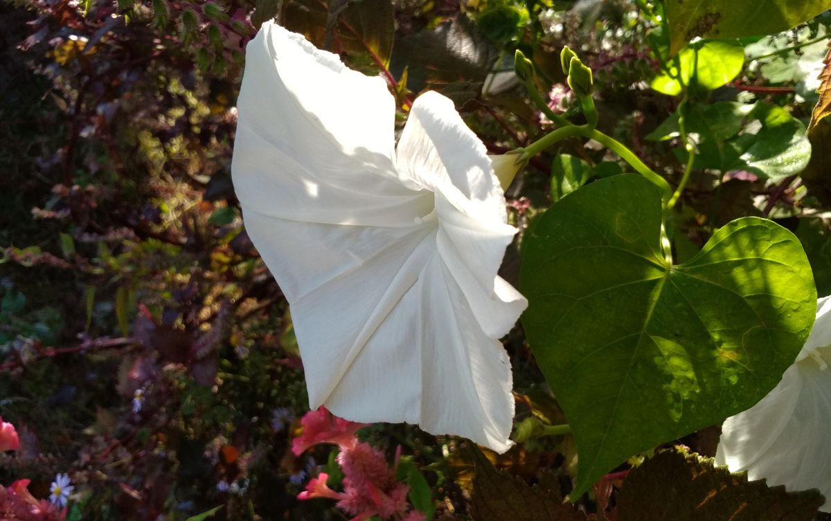 今日の花