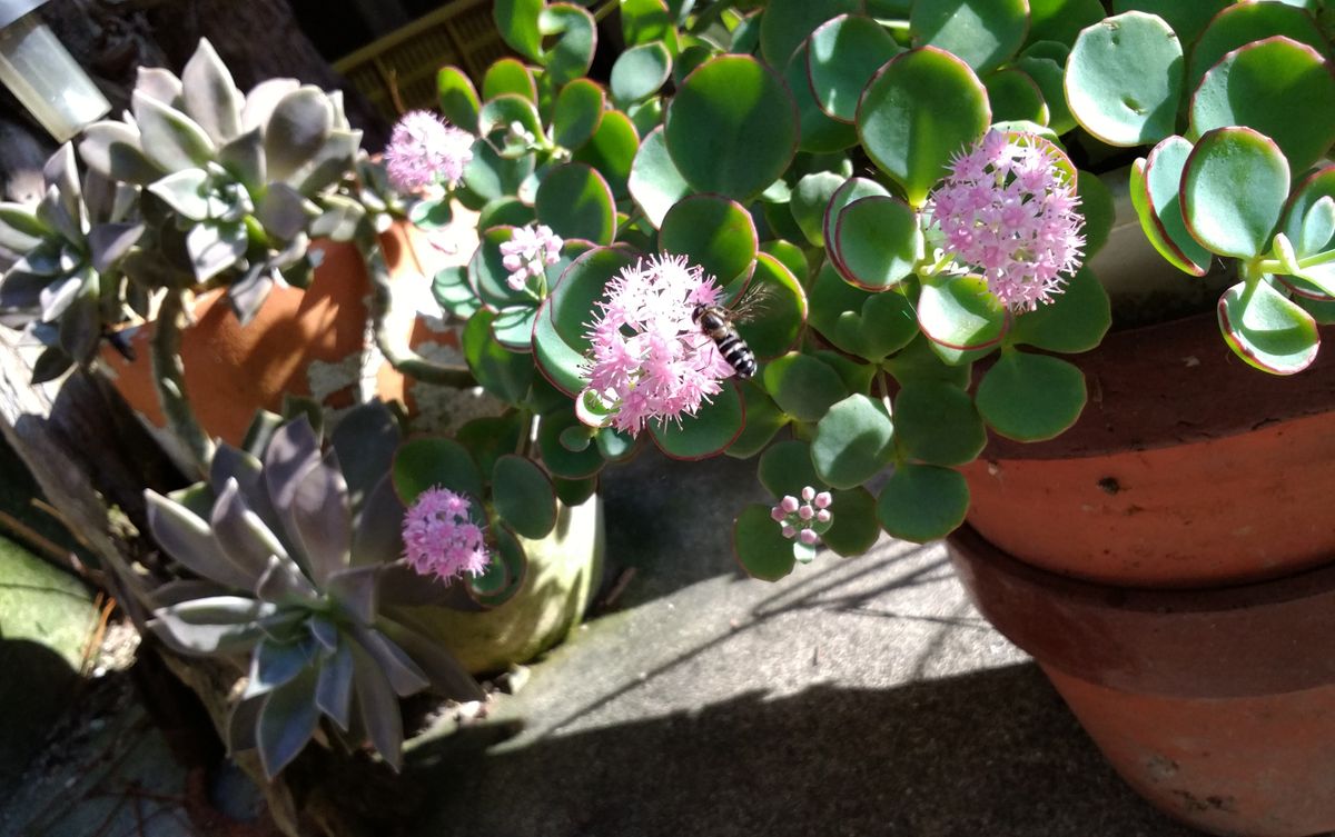 今日の植物