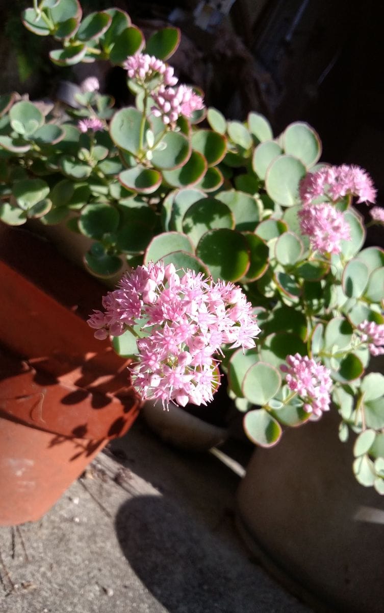 今日の植物